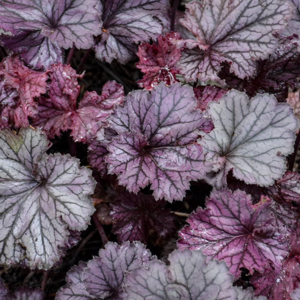 HEUCHERA NORTHERN EXPOSURE PURPLE