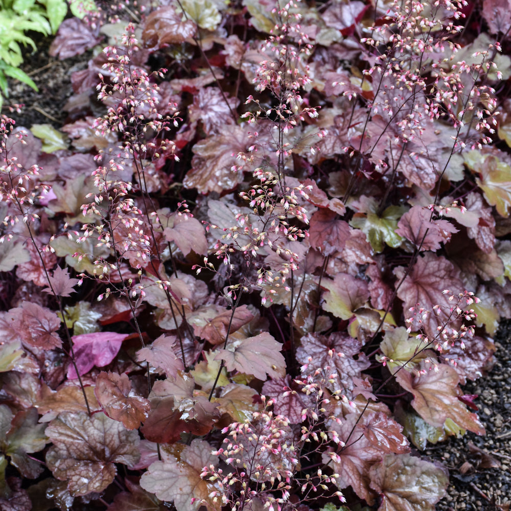HEUCHERA CARNIVAL BURGUNDY BLAST