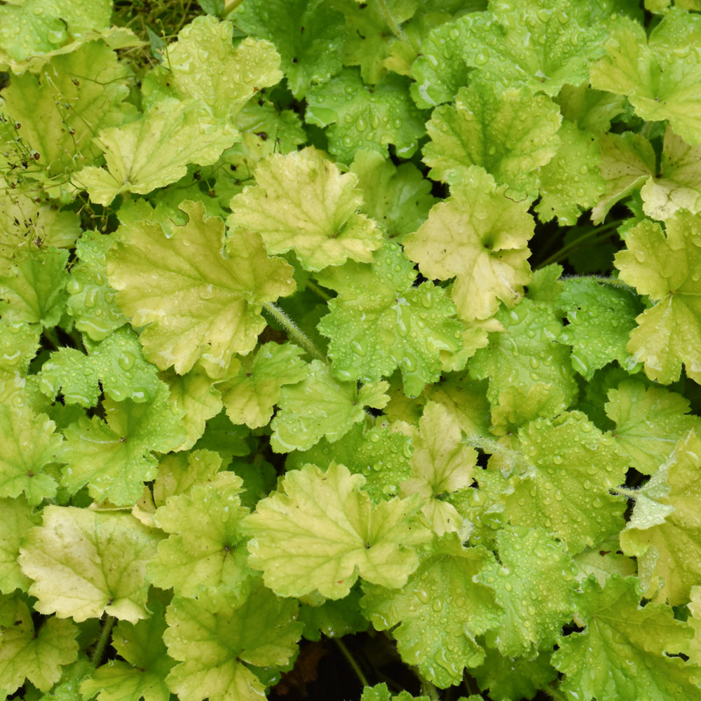 HEUCHERA LEMON LOVE