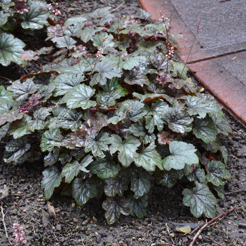 HEUCHERA STEEL CITY