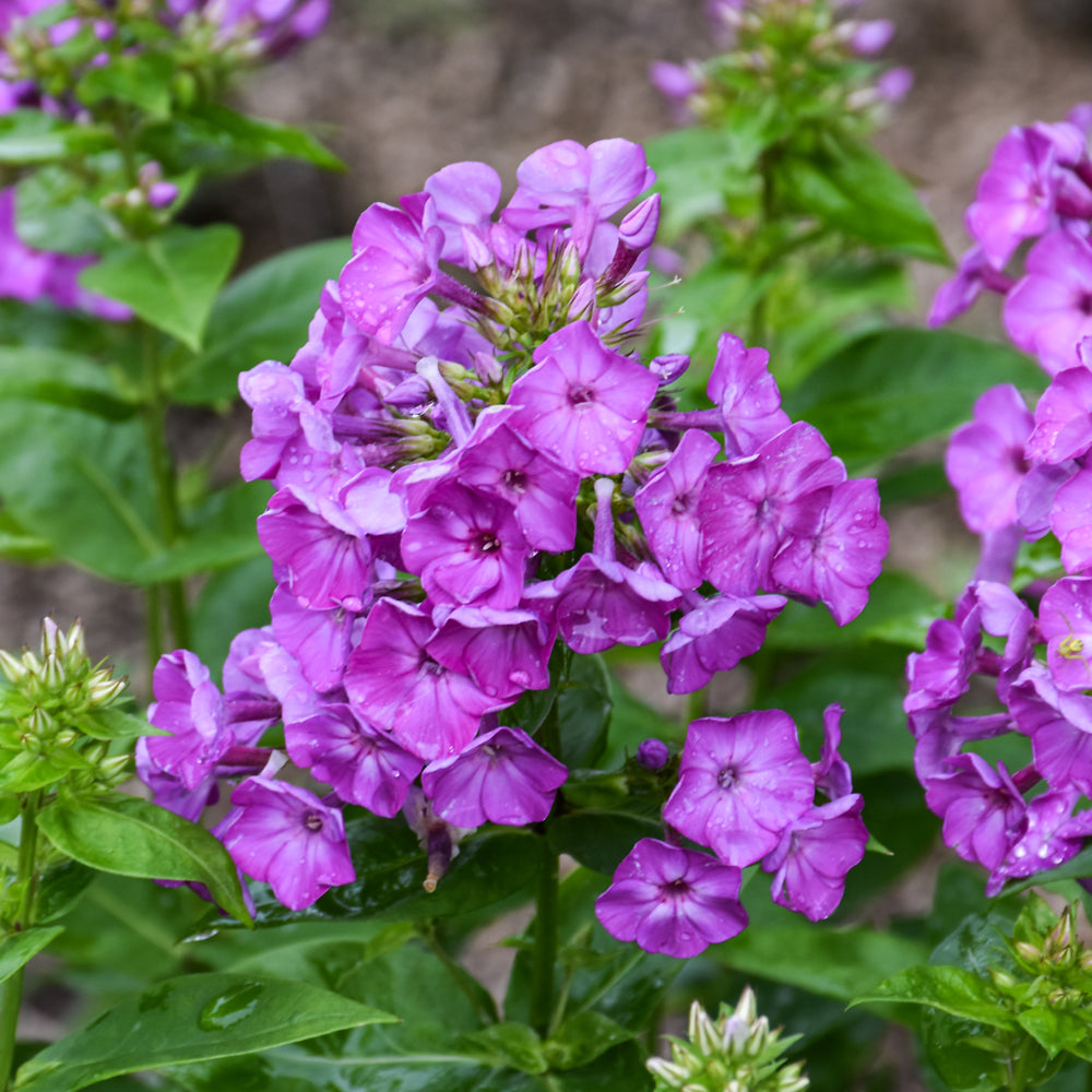 PHLOX PURPLE FLAME