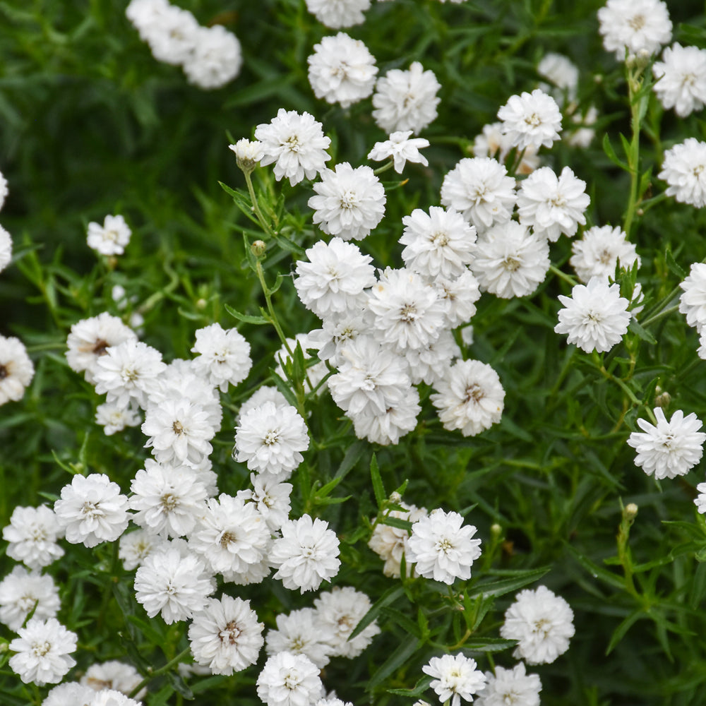 ACHILLEA PETER COTTONTAIL