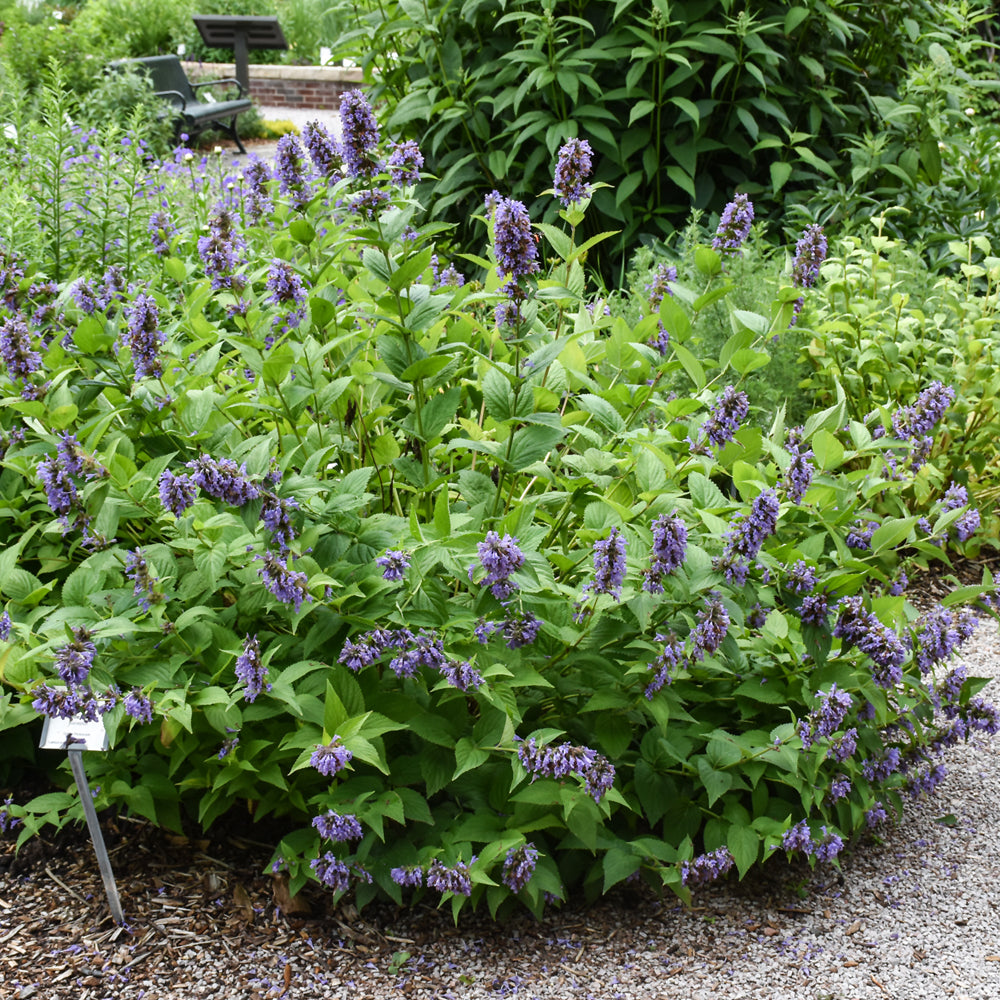 NEPETA BLUE PRELUDE