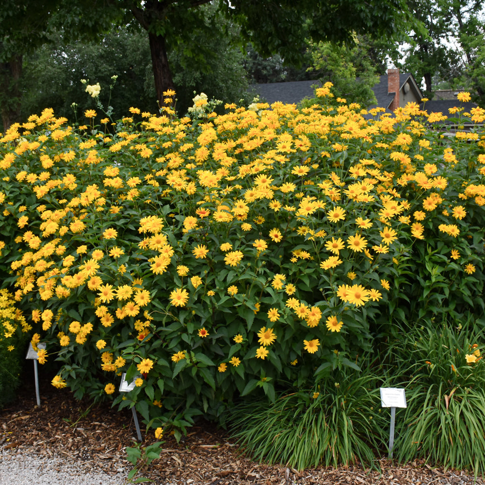 HELIOPSIS BURNING HEARTS