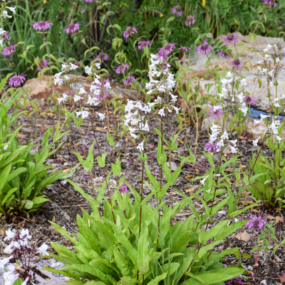 PENSTEMON DIGITALIS