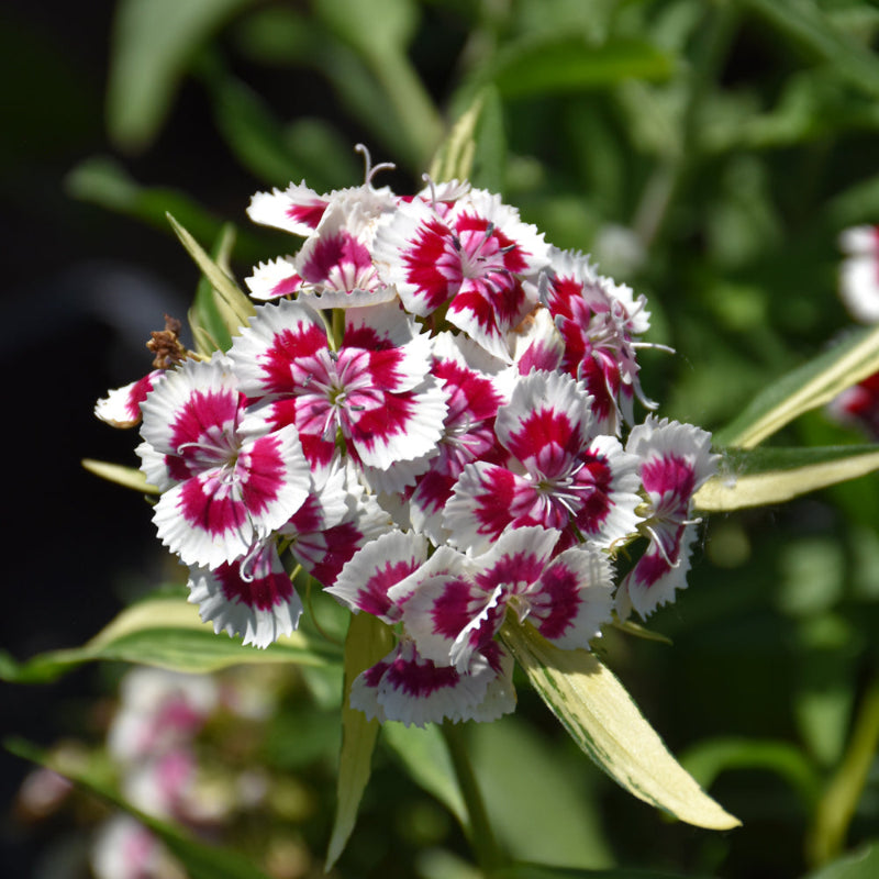 DIANTHUS PICOTEE RED