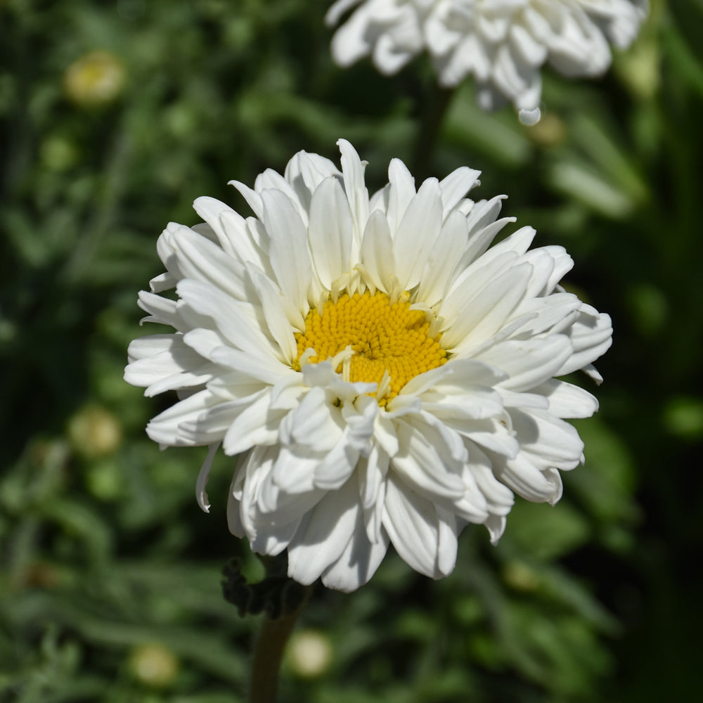 LEUCANTHEMUM VICTORIAN SECRET