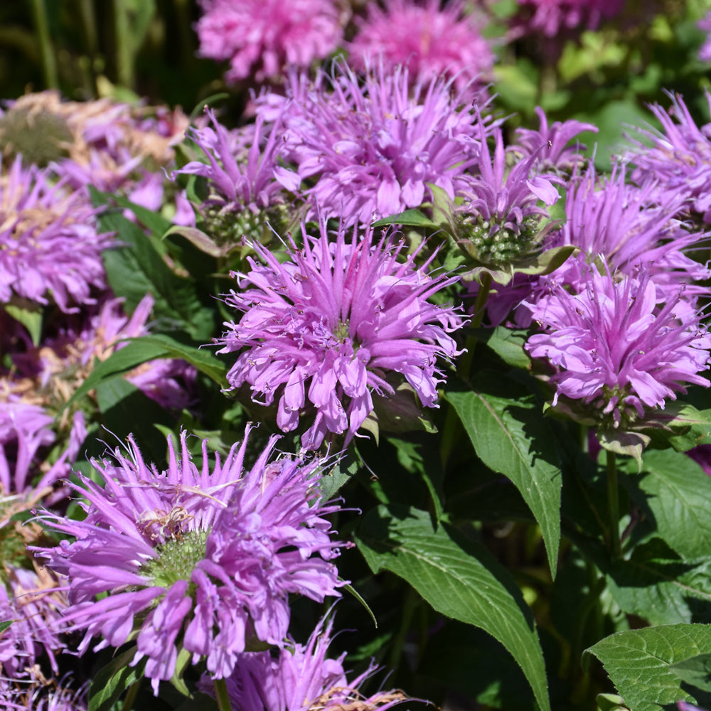 MONARDA BEE MINE LAVENDER