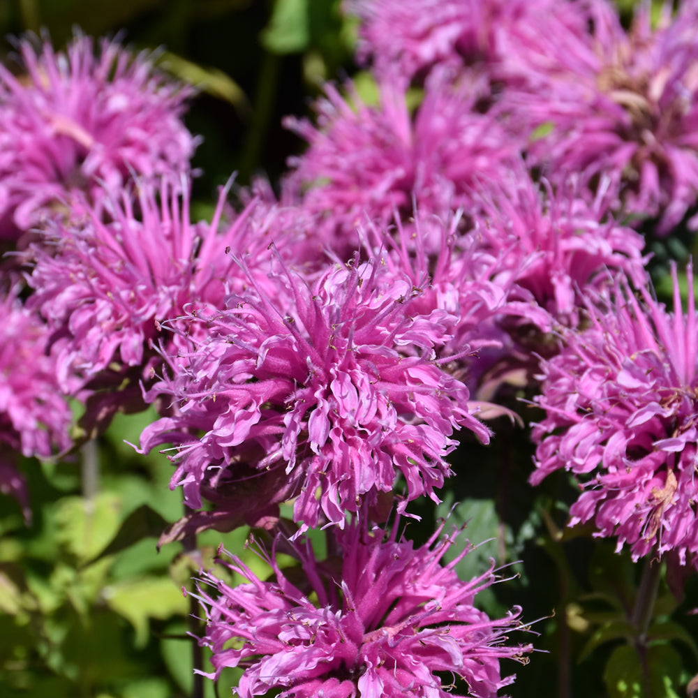 MONARDA BEE MINE PINK