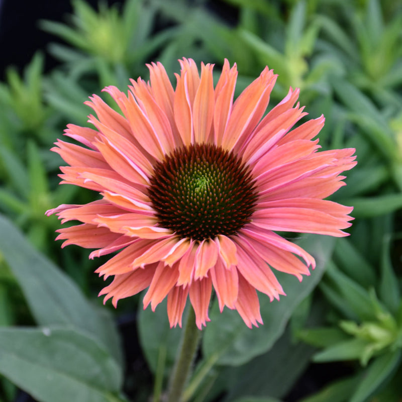 ECHINACEA SUNSEEKER RAINBOW