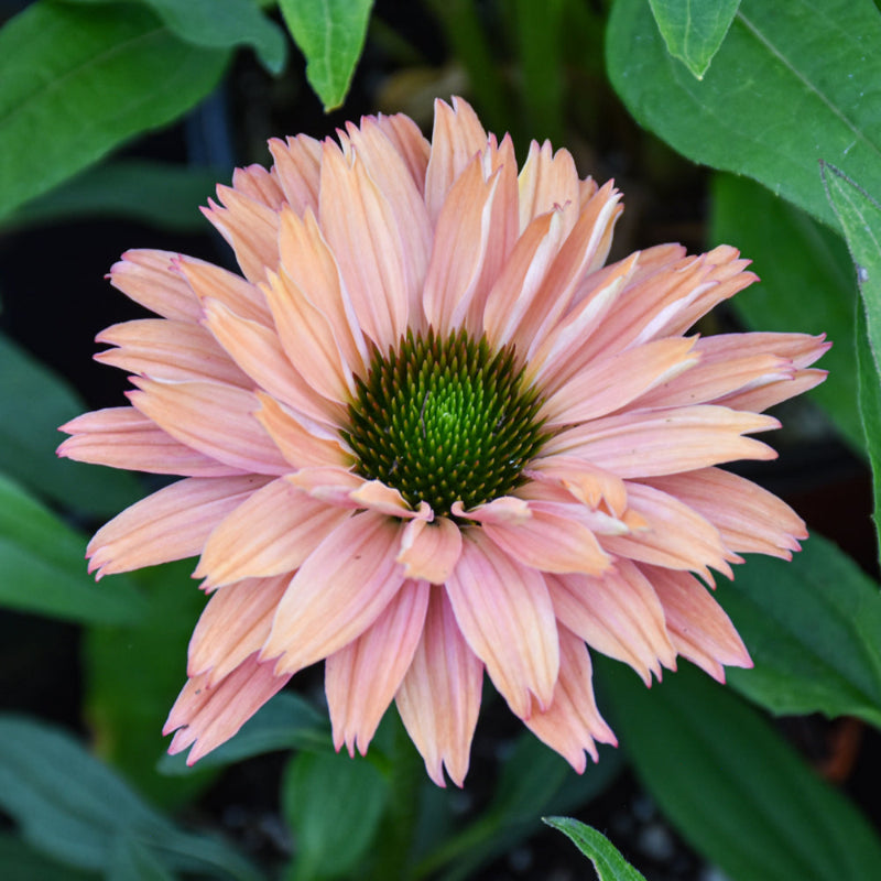 ECHINACEA SUNSEEKER RAINBOW