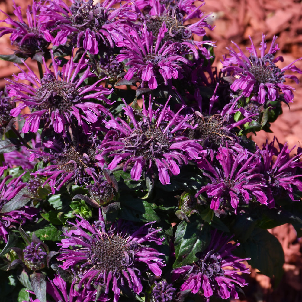 MONARDA ROCKIN RASPBERRY