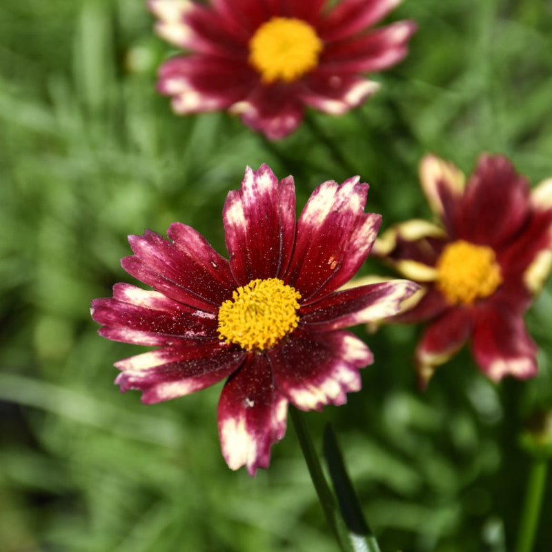 COREOPSIS LIL BANG RED ELF