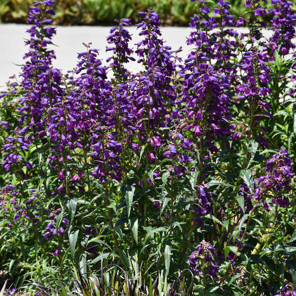 PENSTEMON ROCK CANDY PURPLE