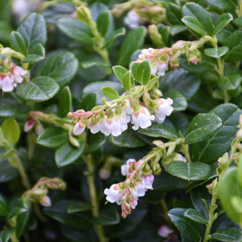 LINGONBERRY RED CANDY