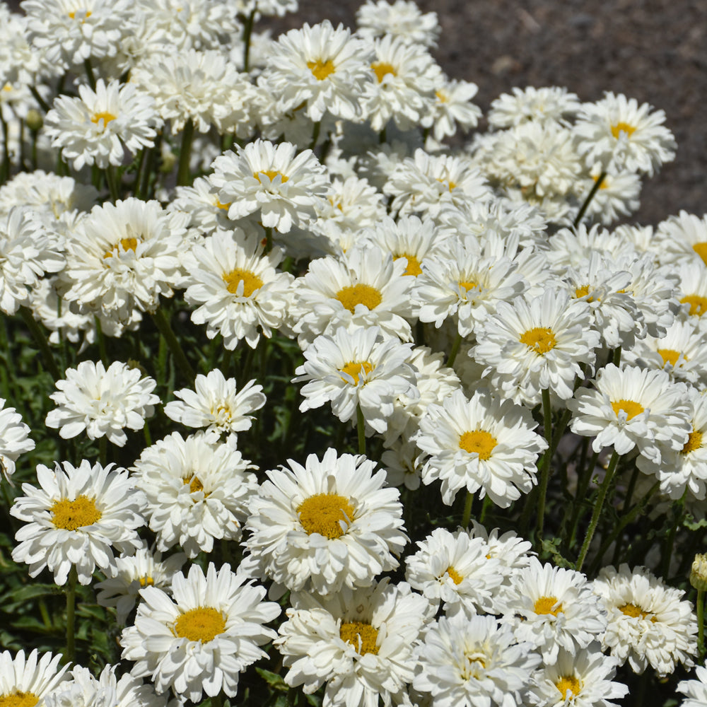 LEUCANTHEMUM VICTORIAN SECRET