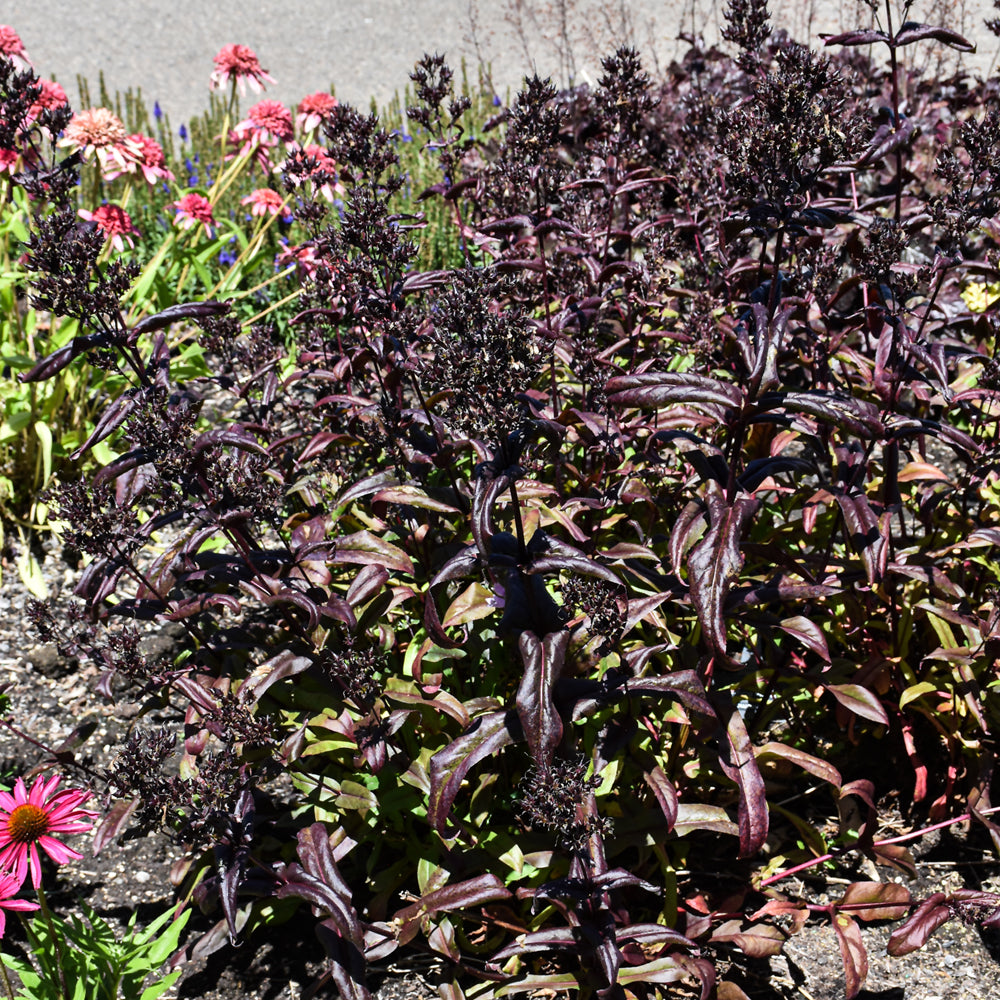 PENSTEMON DAKOTA BURGUNDY
