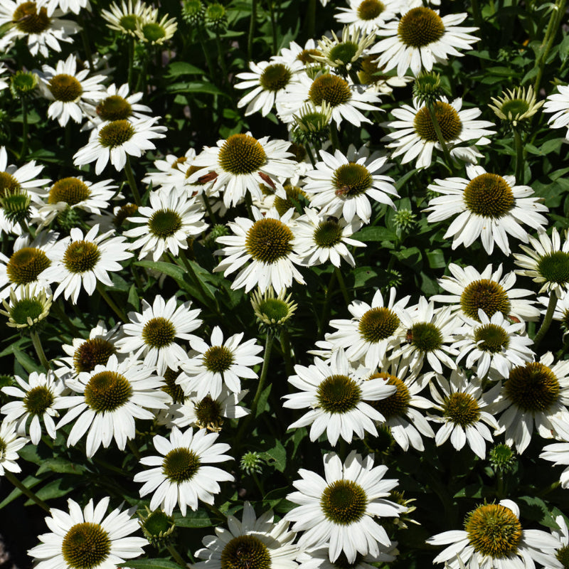 ECHINACEA KISMET WHITE