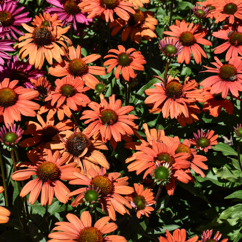ECHINACEA KISMET INTENSE ORANGE