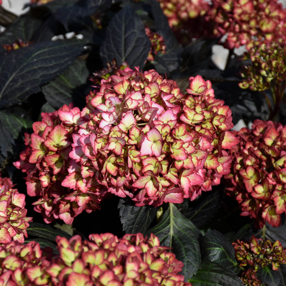 Éclipse d'hortensia