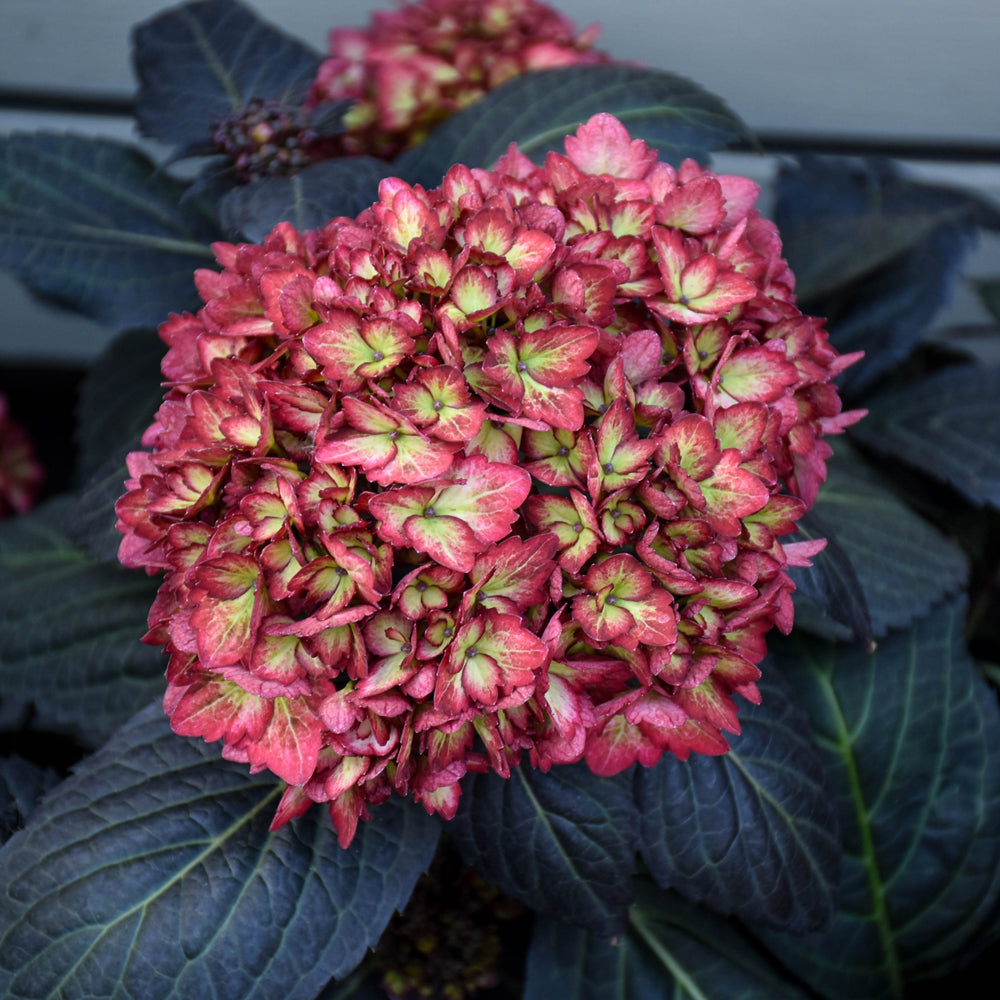 Éclipse d'hortensia