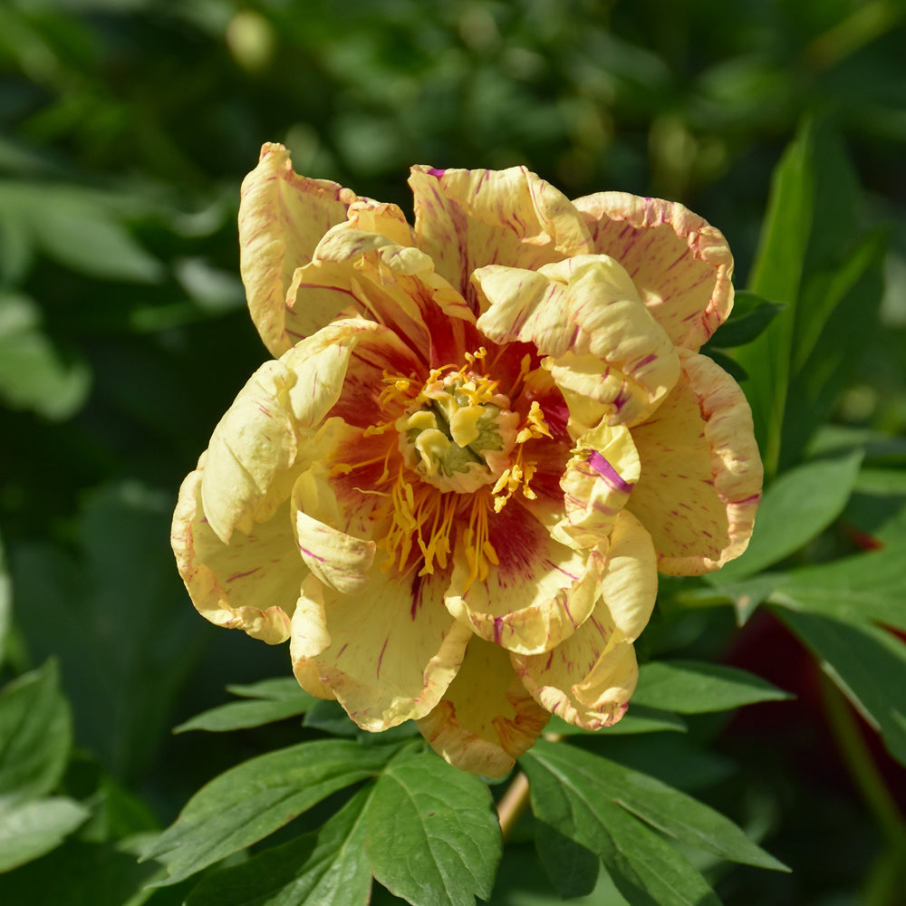 PAEONIA LOLLIPOP
