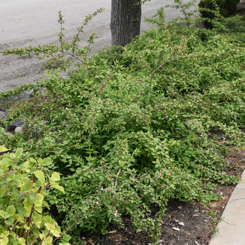 BEAUTY BUSH JOLENE JOLENE