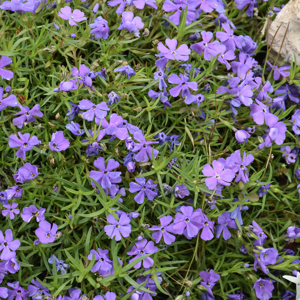 PHLOX ROCKY ROAD VIOLET BLUE