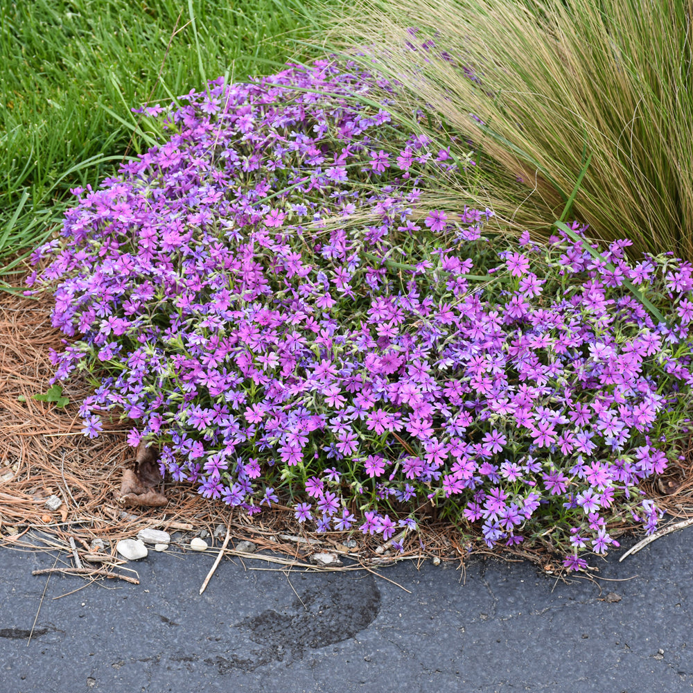 PHLOX ROCKY ROAD GRAPE