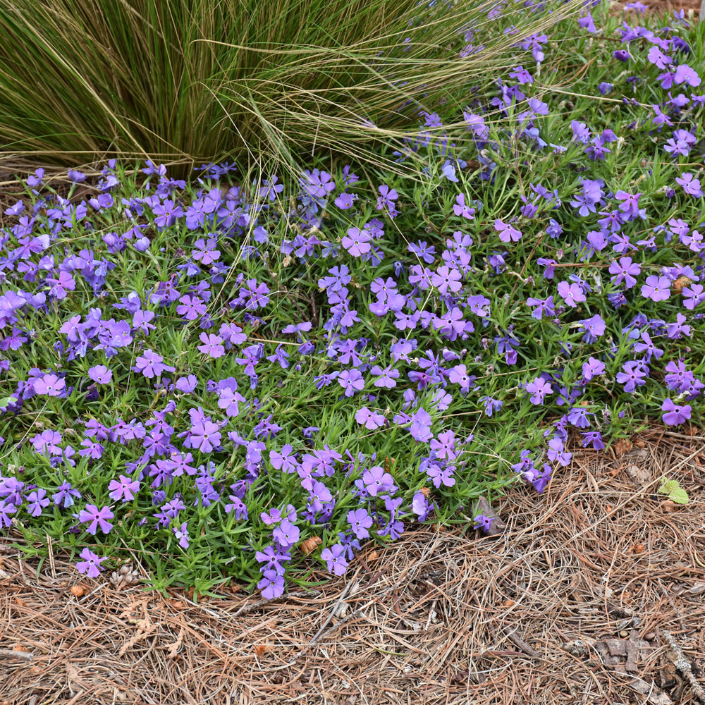 PHLOX ROCKY ROAD VIOLET BLUE