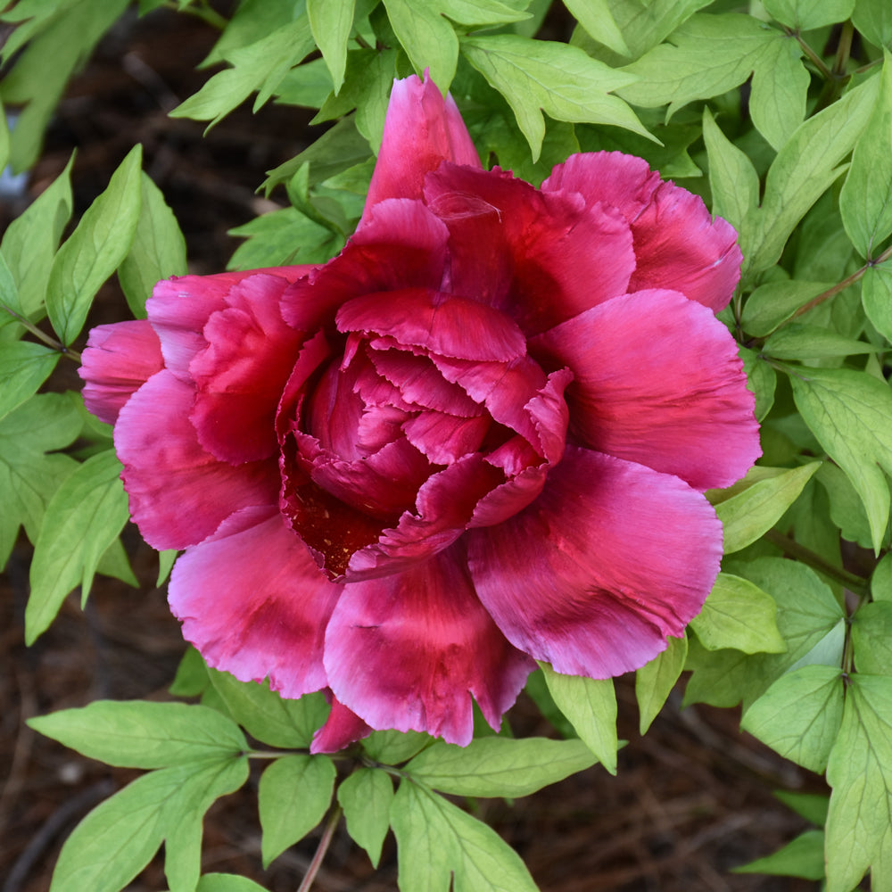PAEONIA RED TREE