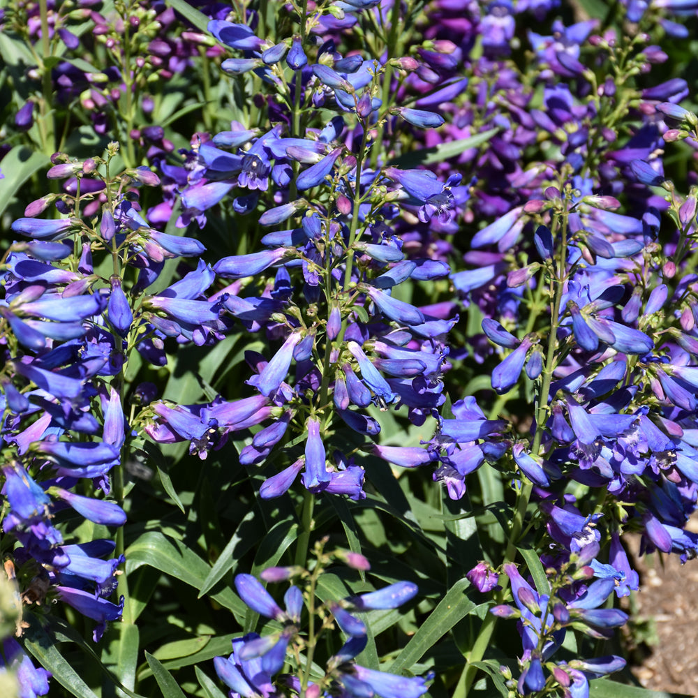 PENSTEMON PRISTINE BLUE