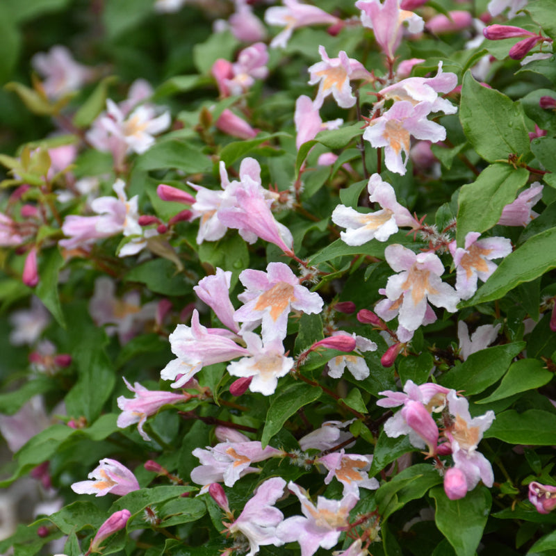 BEAUTY BUSH JOLENE JOLENE