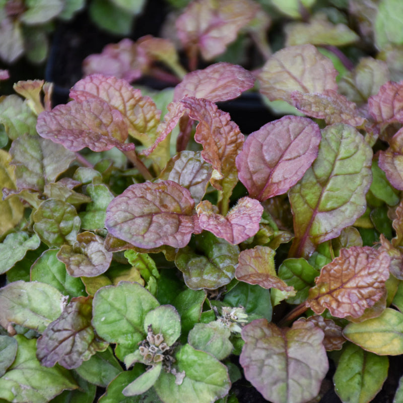 AJUGA PLEASANT PHEASANT