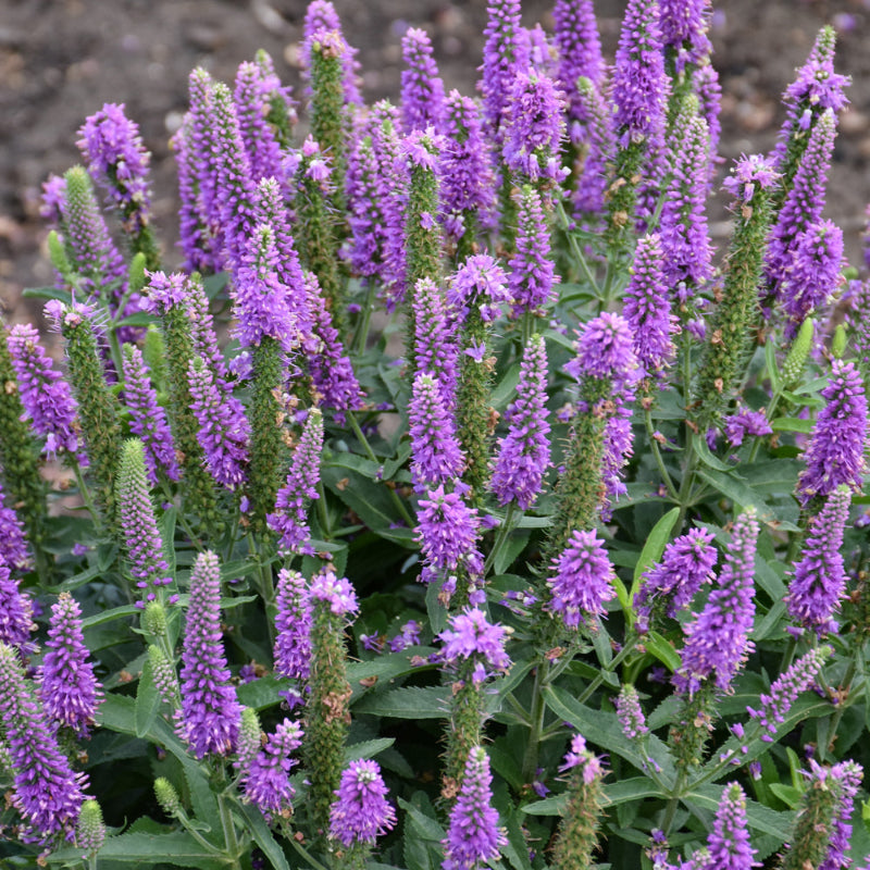 VERONICA PURPLE ILLUSION