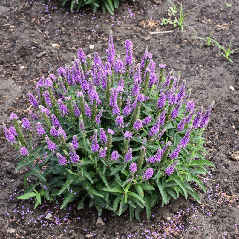 VERONICA PURPLE ILLUSION