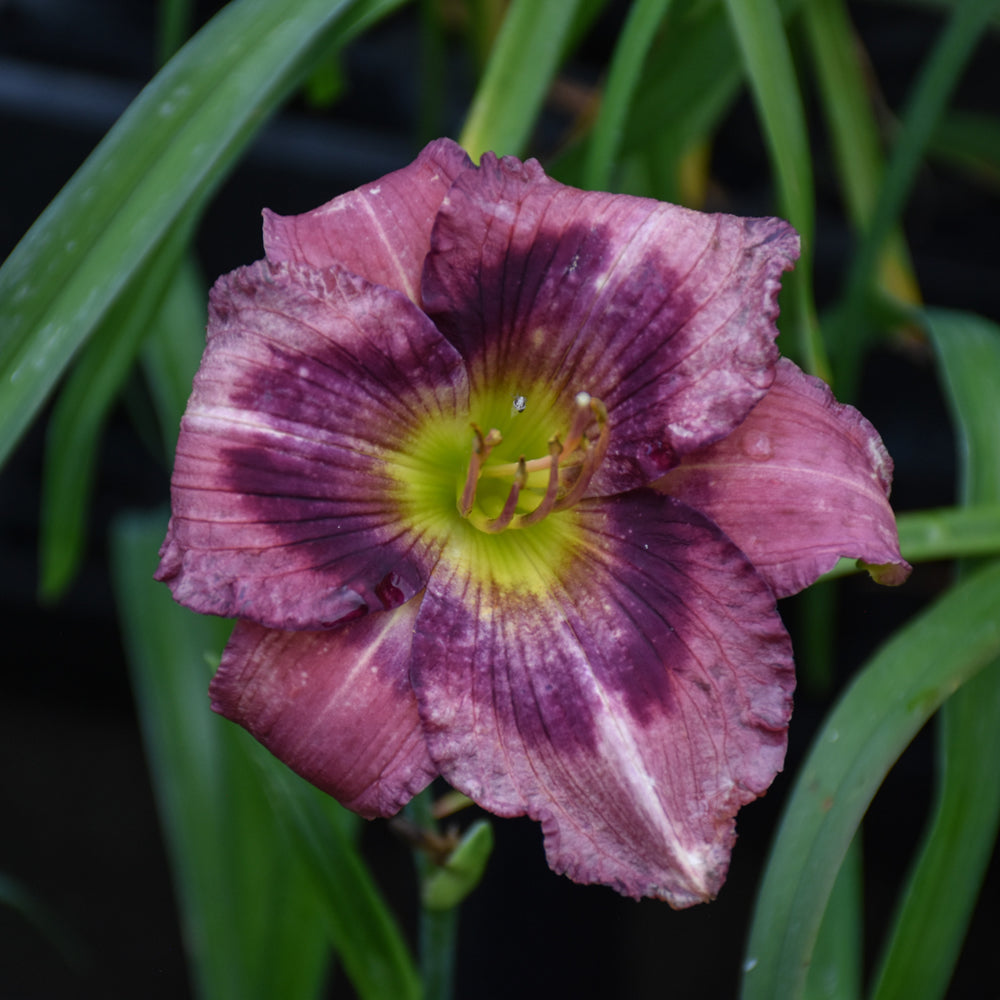 HEMEROCALLIS KANSAS KITTEN
