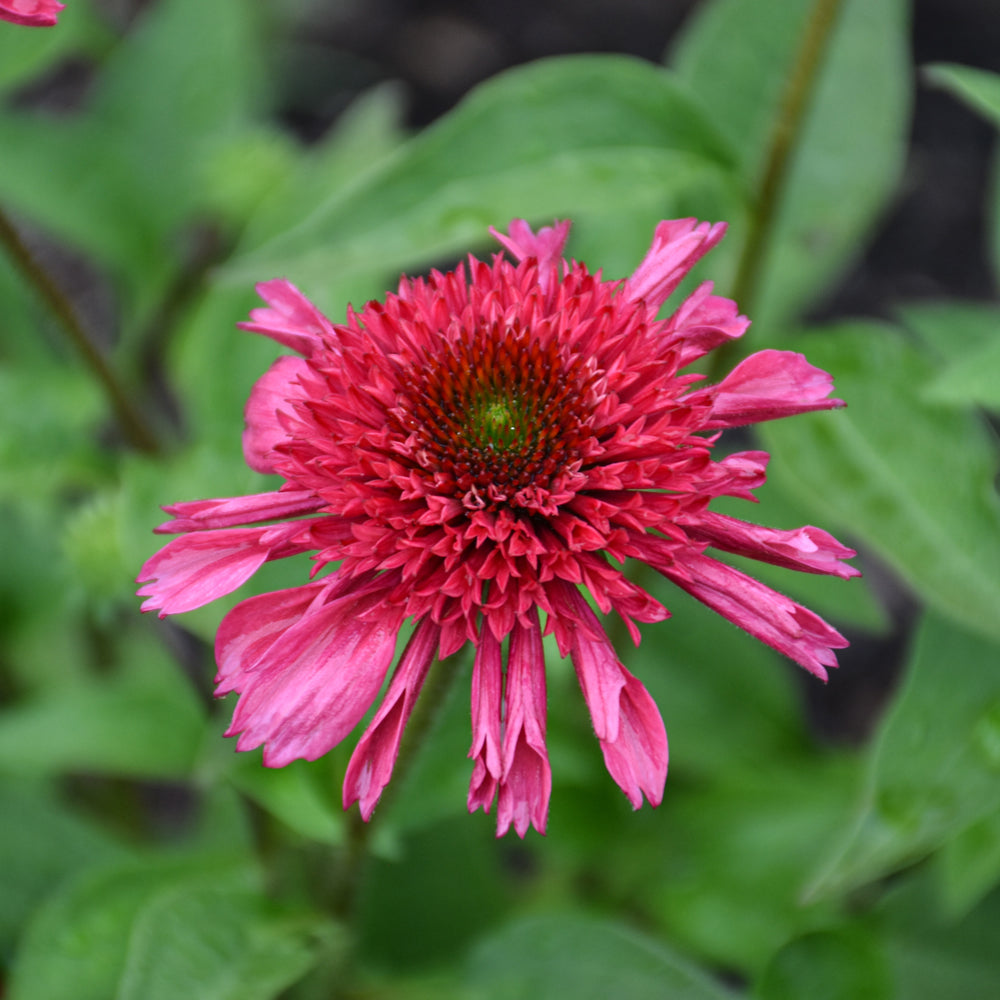 ECHINACEA WATERMELON SUGAR