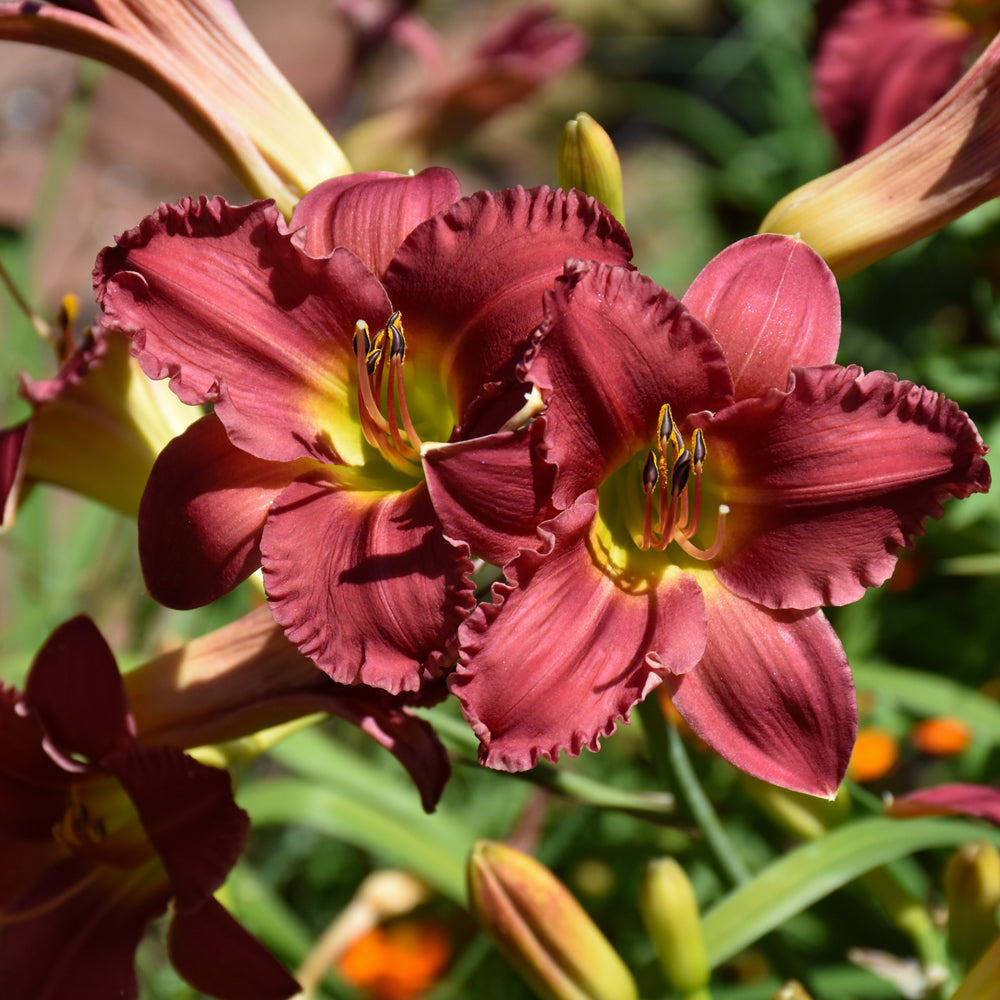 HEMEROCALLIS EARLYBIRD CARDINAL