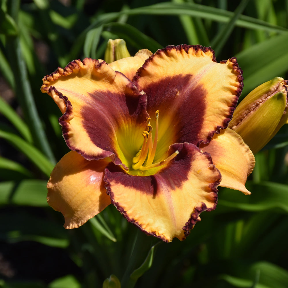 HEMEROCALLIS BLAZING GLORY