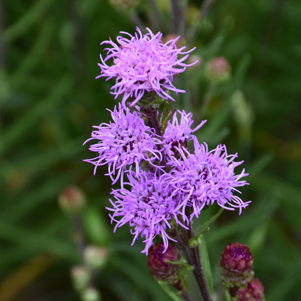 LIATRIS ASPERA