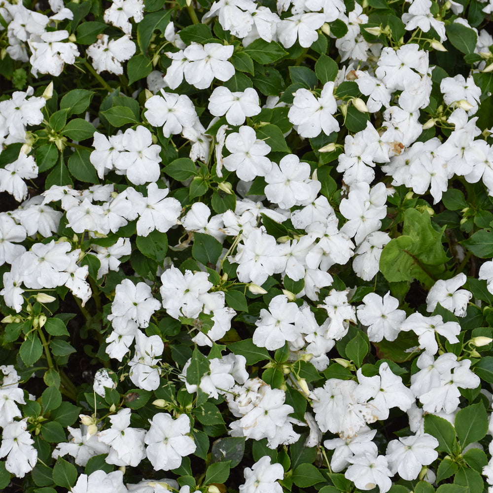 Beacon Impatiens