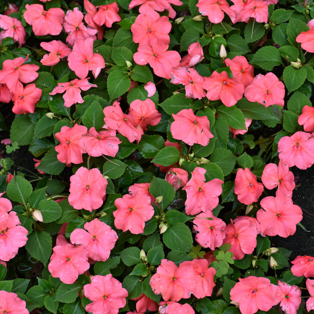Beacon Impatiens