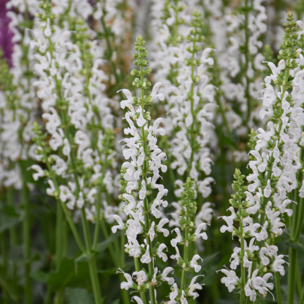 SALVIA WHITE PROFUSION