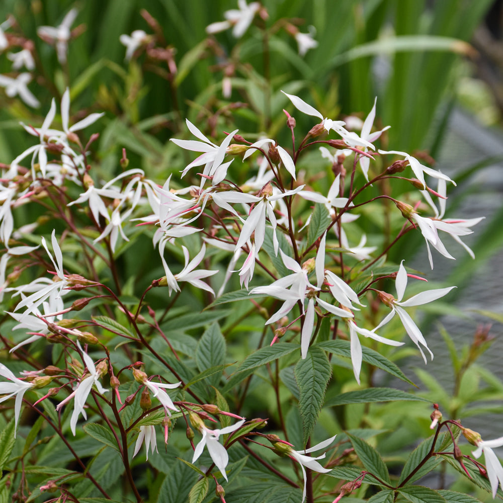 GILLENIA TRIFOLIATA