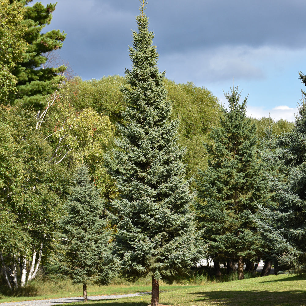 SPRUCE MONTROSE CHARM