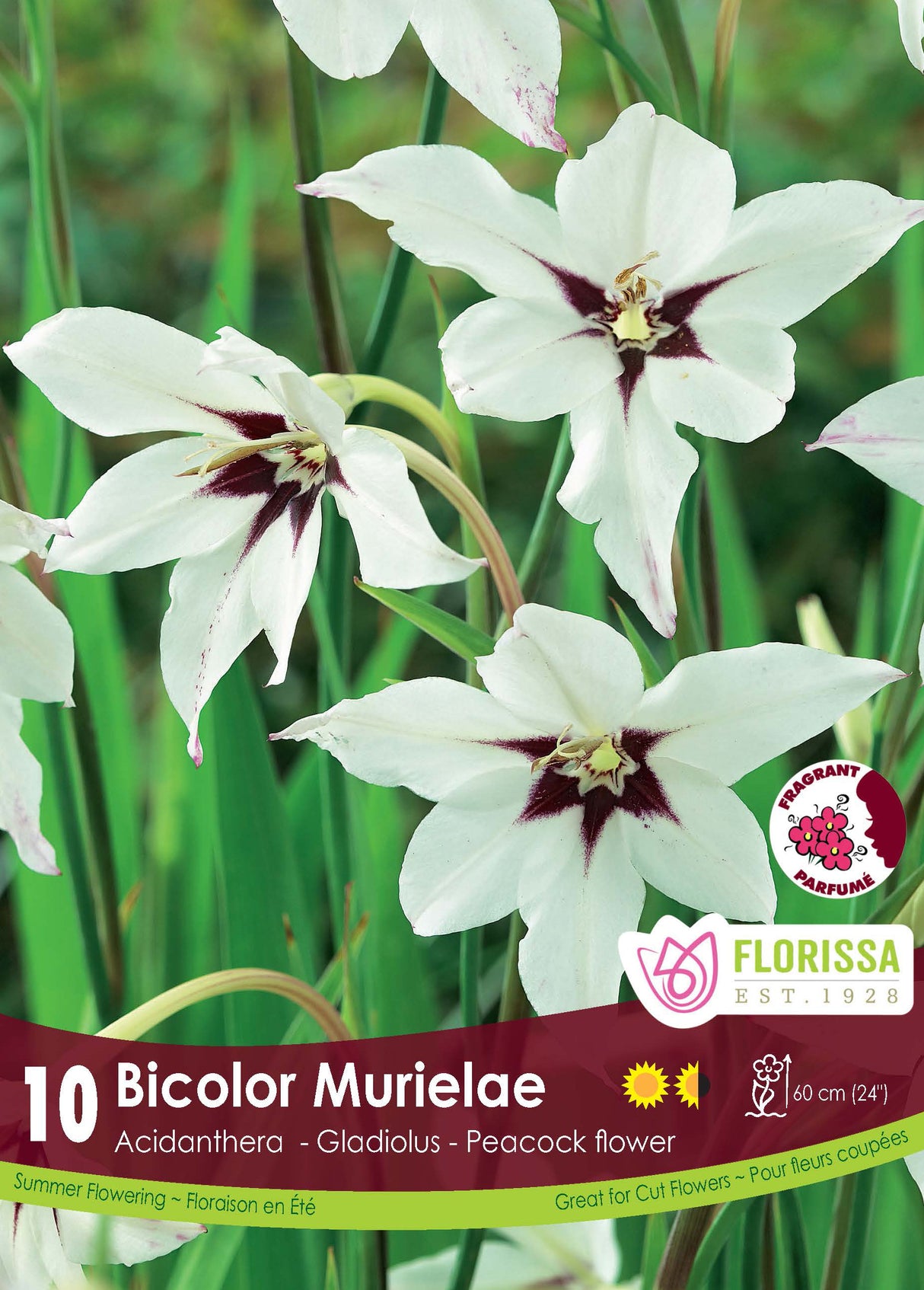 ACIDANTHERA BICOLOR MURIELAE Pkg 10