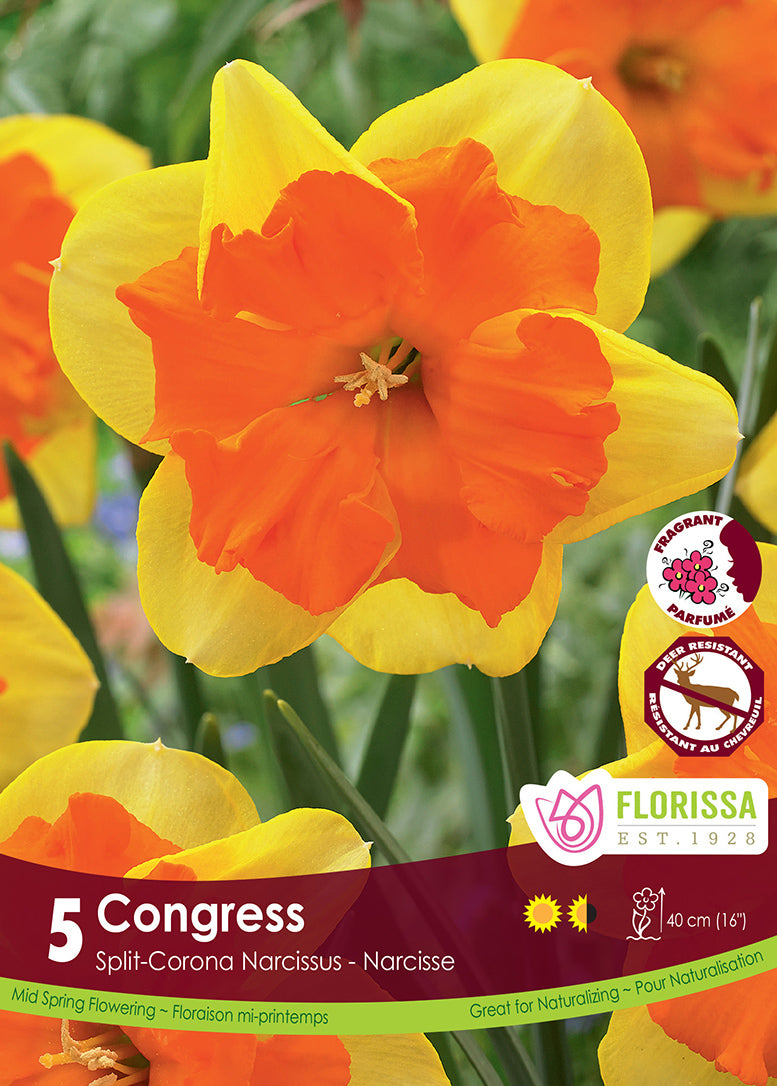 NARCISSUS CONGRESS SPLIT CORON