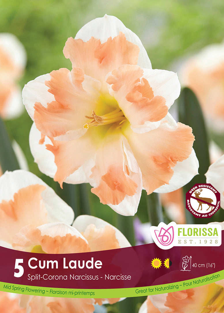 NARCISSUS CUM LAUDE SPLIT CORO