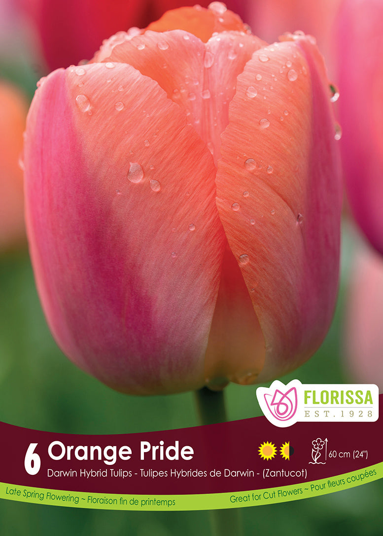 TULIP ORANGE PRIDE DARWIN HYBR